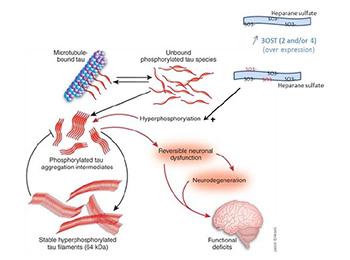 NEW THERAPEUTIC TARGETS FOR ALZHEIMER’S DISEASE