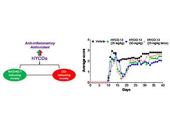 HYCOs exert a dual biological activity by activating Nrf2/HO-1 and simultaneously releasing CO in vitro and in vivo (left panel).
