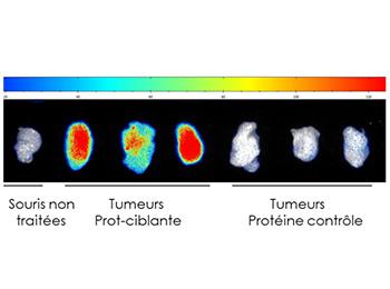 OPTICAL IMAGING AGENT FOR ASSISTING IN ANTI-TUMOR SURGERY