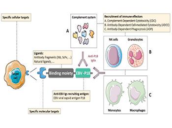 Conceptual modes of action of Bi-Modular Fusion Proteins. EBV-P18 antigen (Ag) is highly recognized by circulating immunoglobulins (Igs) present in the plasma of chronically infected individuals.