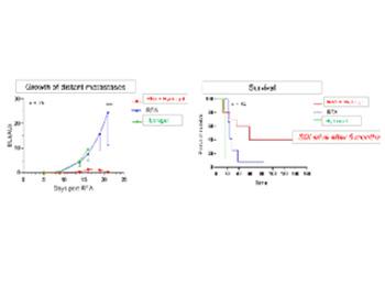 Survival and growth of distant metastases in a mouse model of colorectal cancer after the treatment of a primary tumour