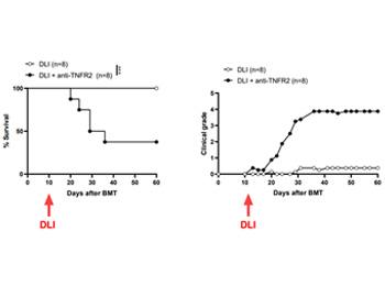 MODULATION OF TNF-TNFR2 TO PROMOTE ALLOREACTIVITY AND ANTI-LEUKEMIA RESPONSE DURING BLOOD MALIGNANCY RELAPSE
